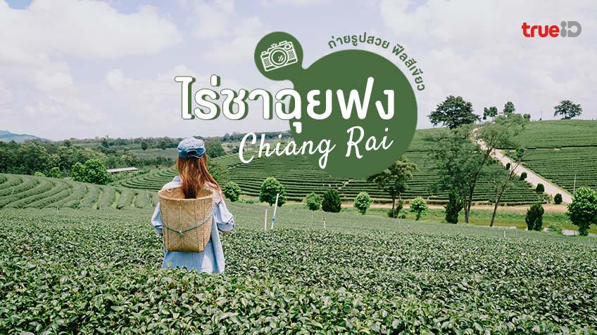 ไร่ชาเชียงราย
